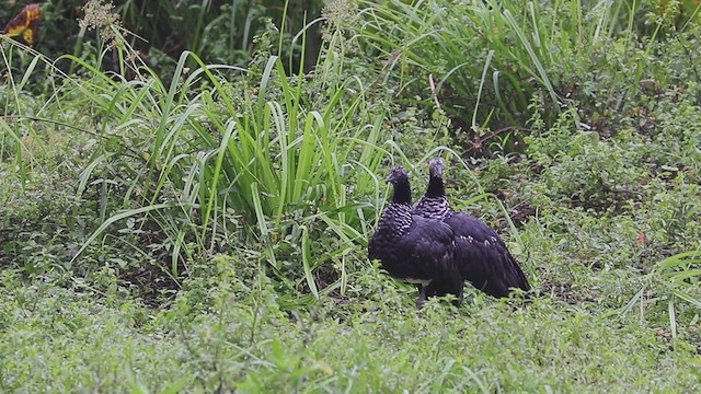 Horned Screamer - ML614962909