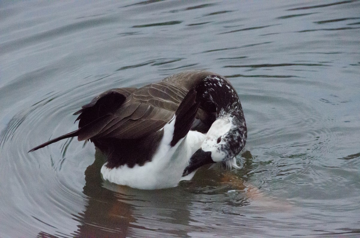 Swan Goose x Canada Goose (hybrid) - Connor Wade