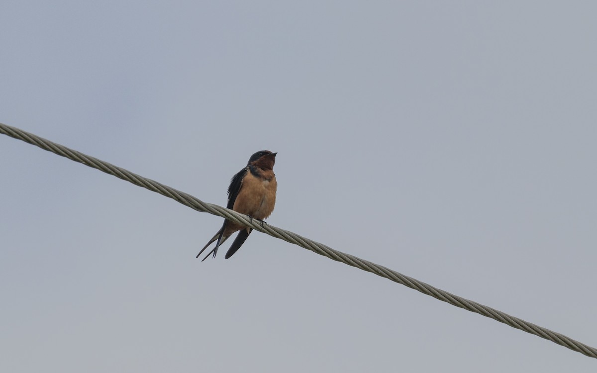 Barn Swallow - ML614962950