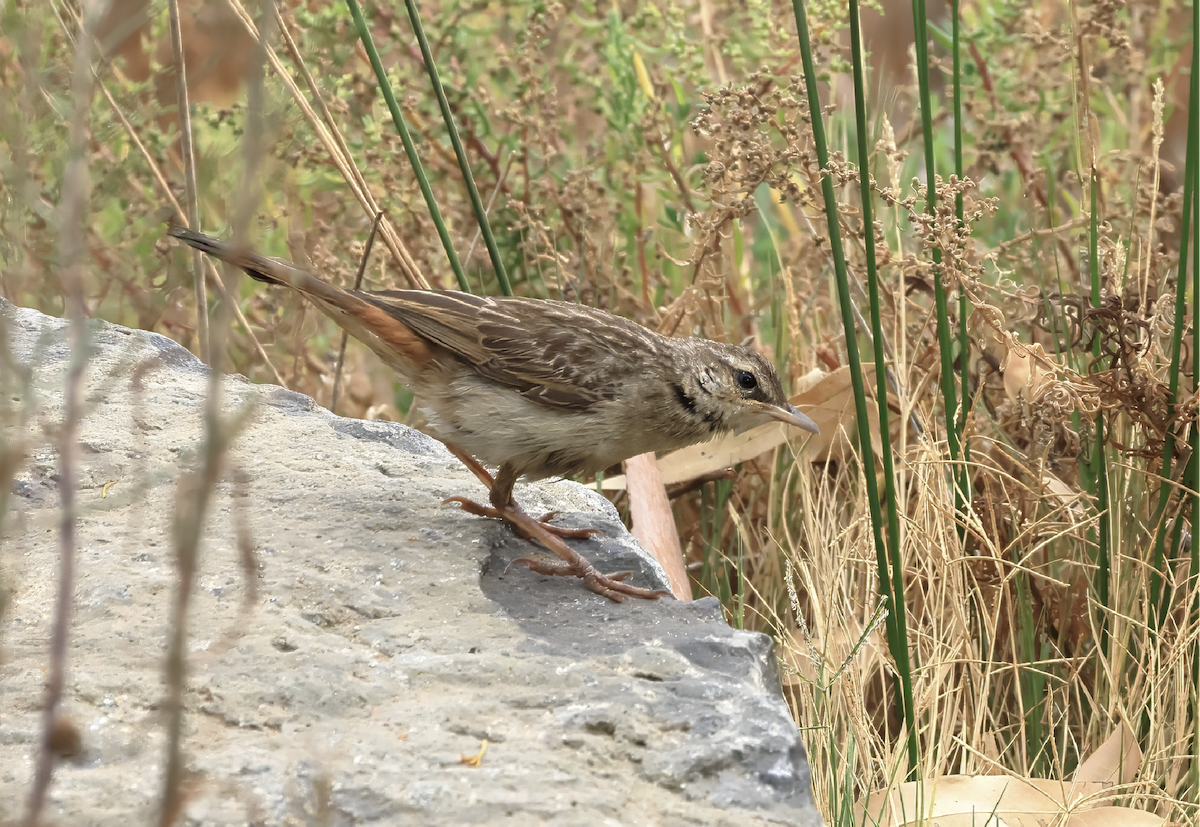 Rufous Songlark - ML614963017