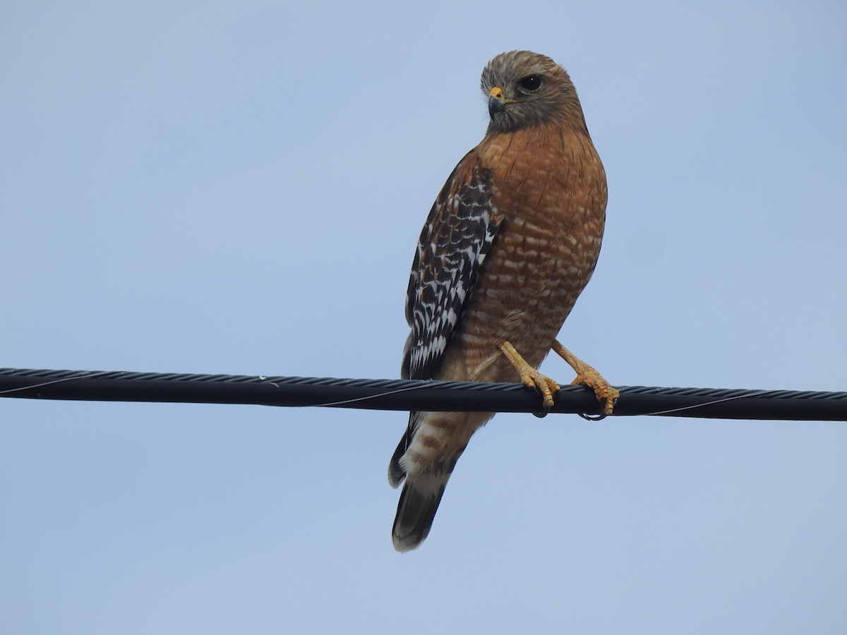 Red-shouldered Hawk - ML614963027