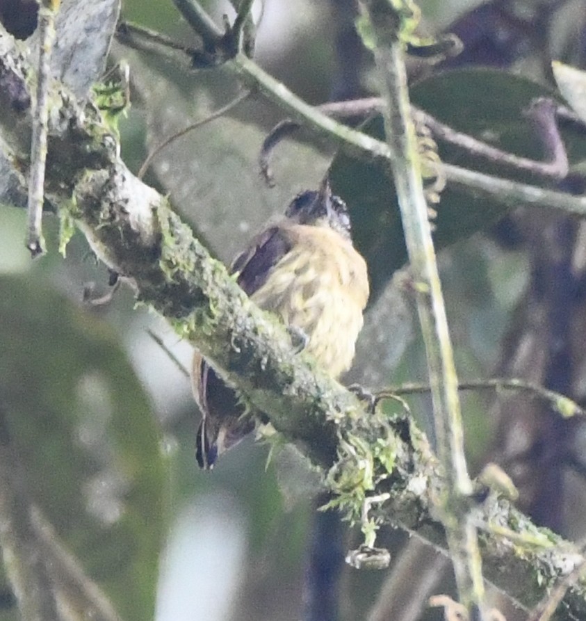 Olivaceous Piculet - ML614963071