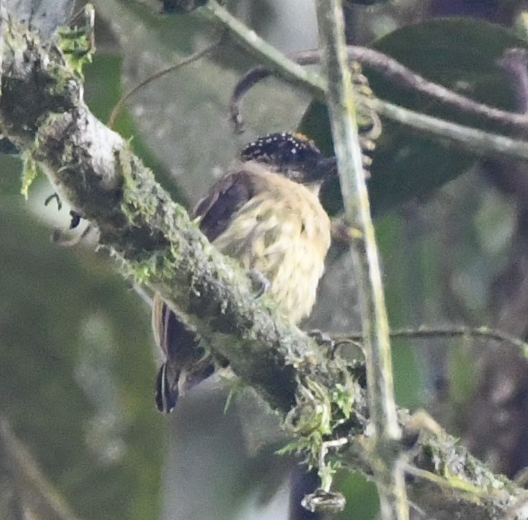 Olivaceous Piculet - ML614963072