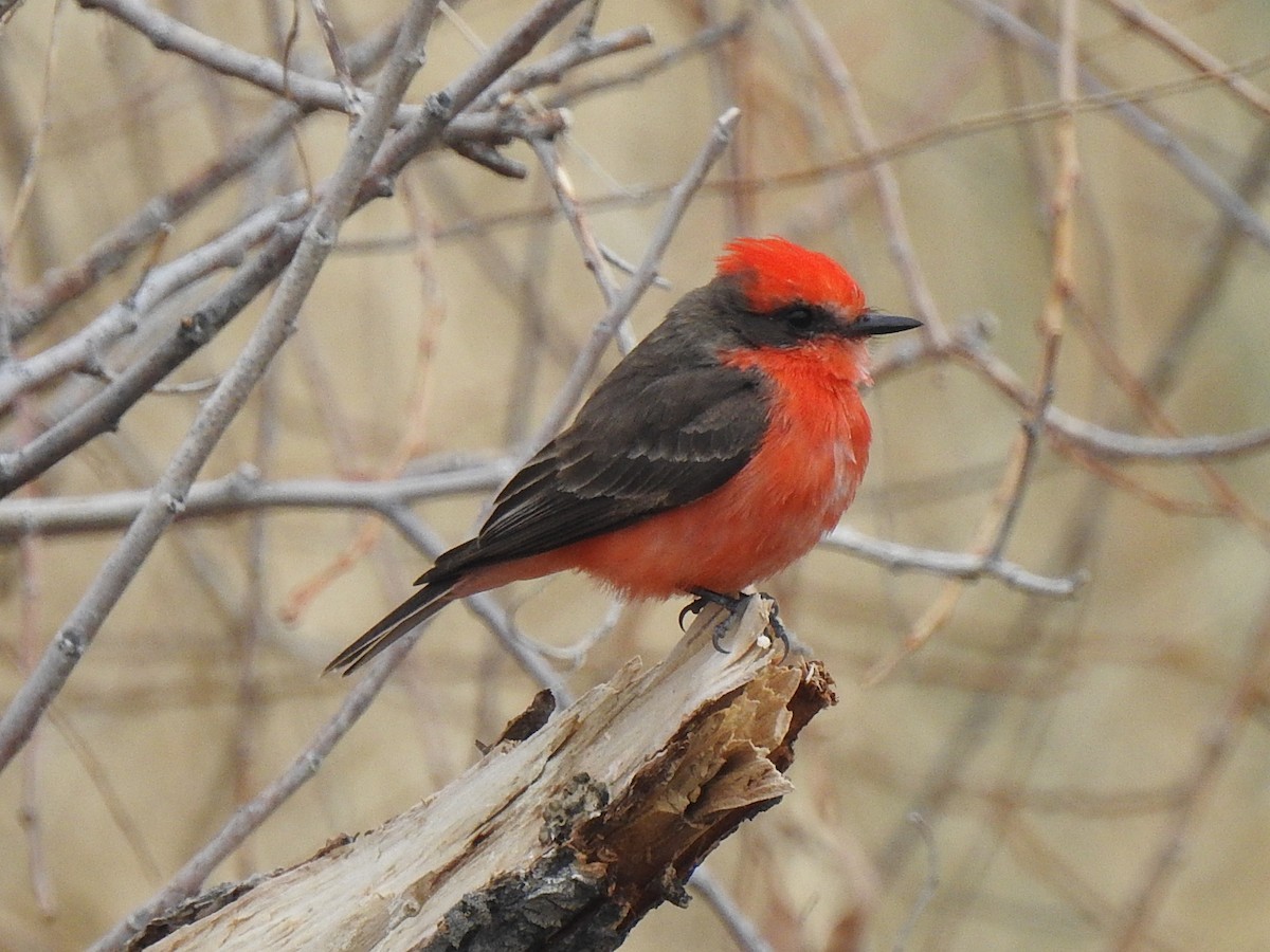 Vermilion Flycatcher - ML614963080