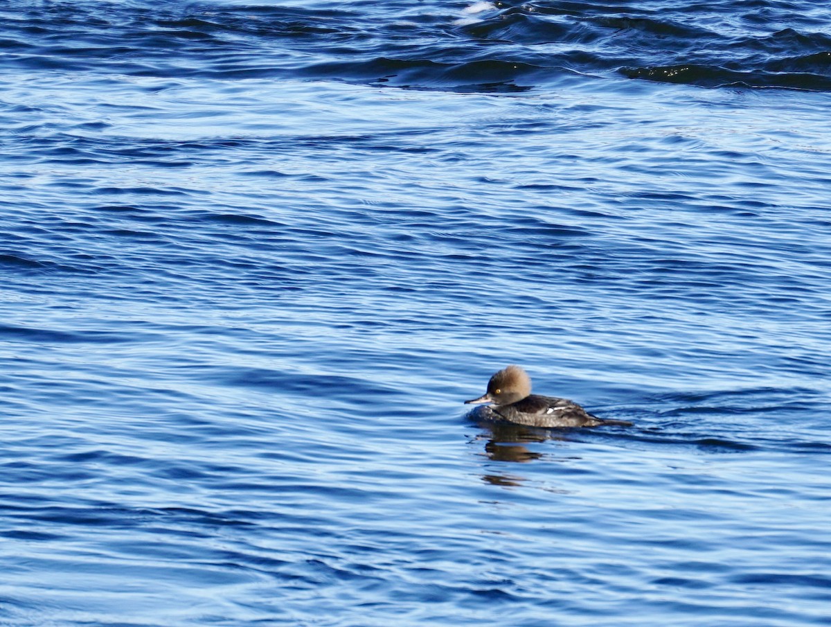 Hooded Merganser - ML614963130