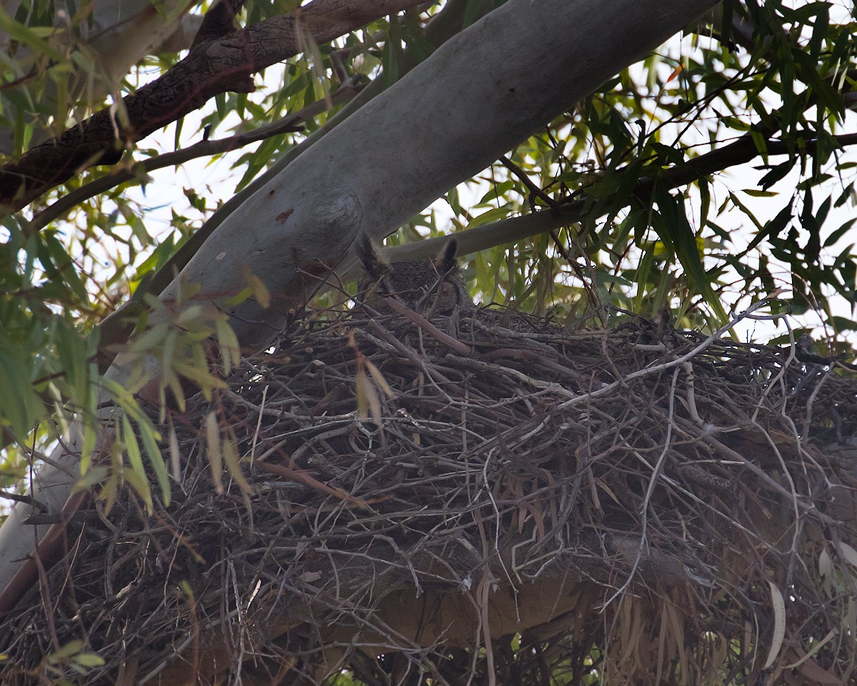 Great Horned Owl - ML614963143