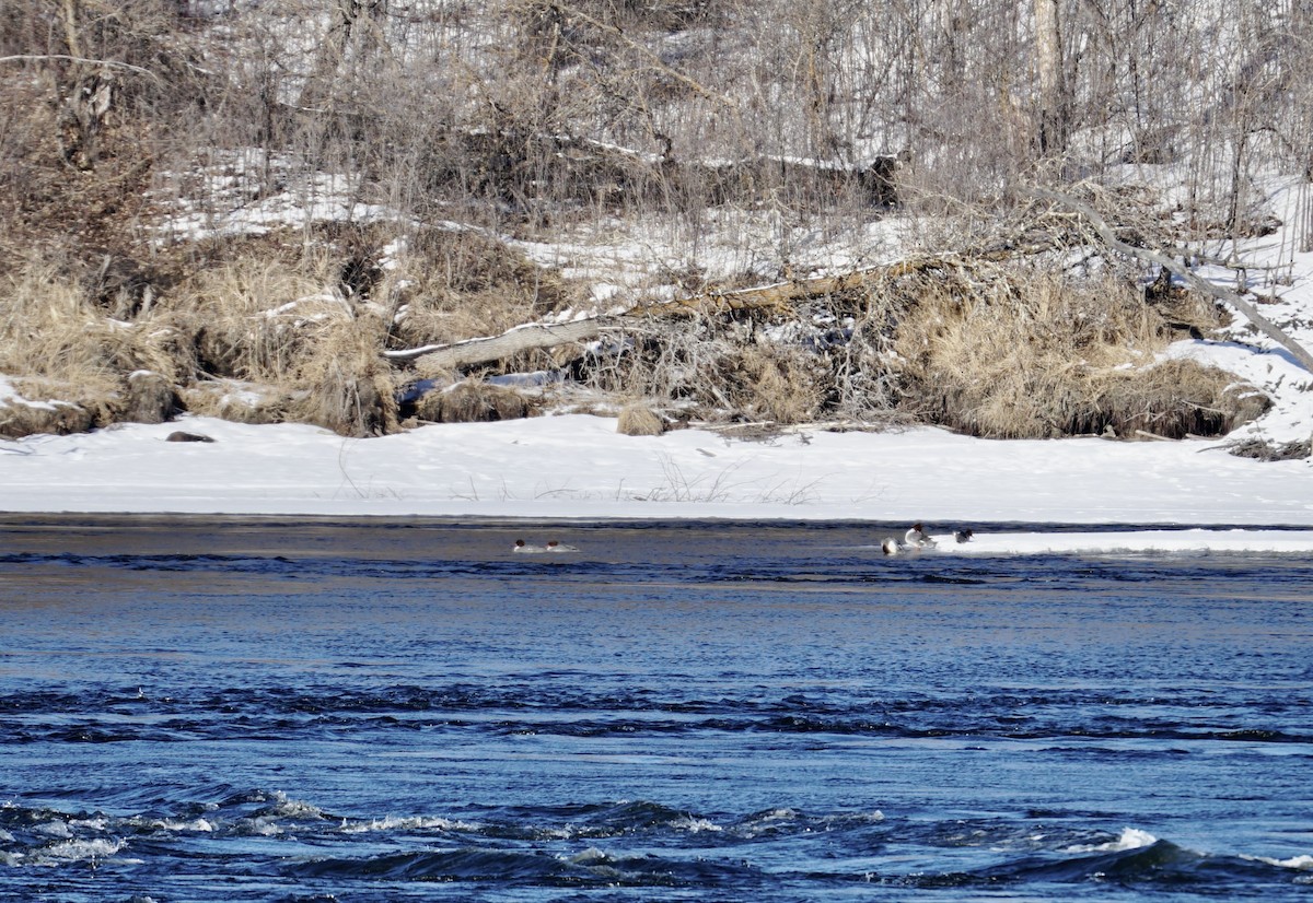 Common Merganser - ML614963166