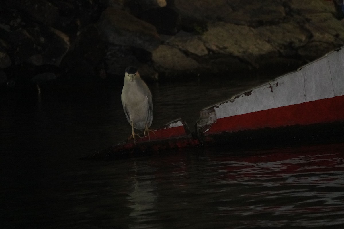 Black-crowned Night Heron - ML614963247