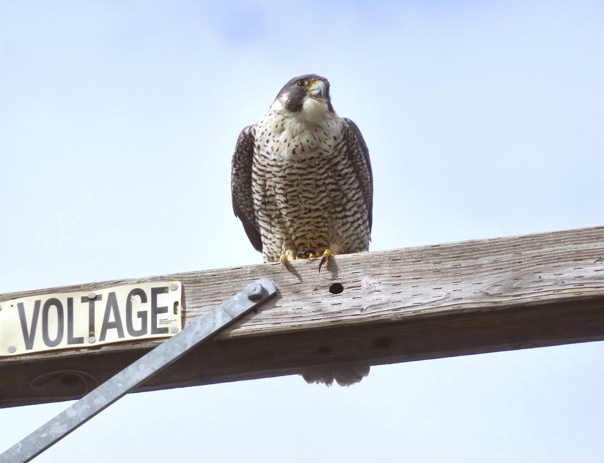 Peregrine Falcon - ML614963310