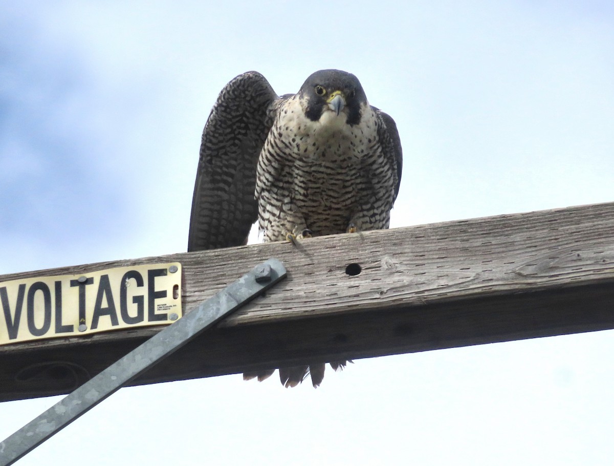 Peregrine Falcon - ML614963313