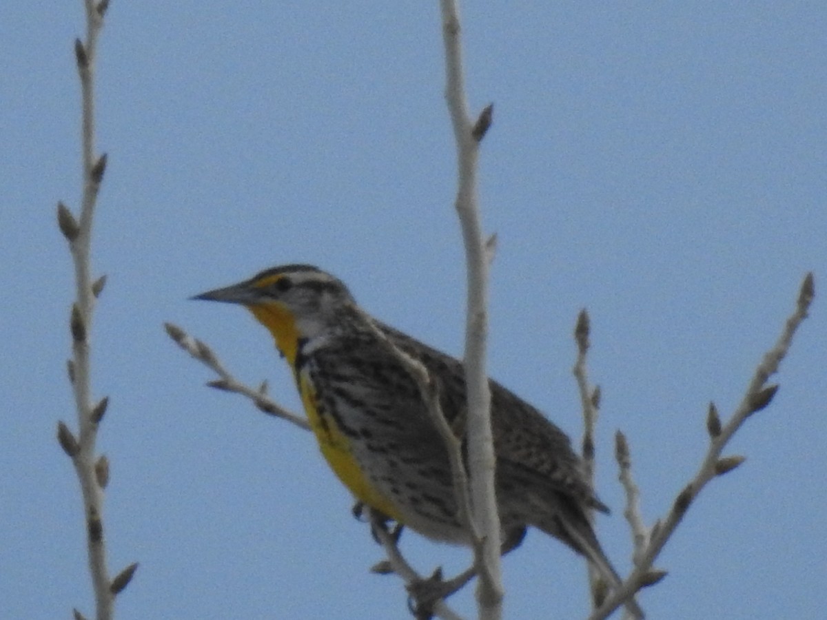 Western Meadowlark - ML614963320