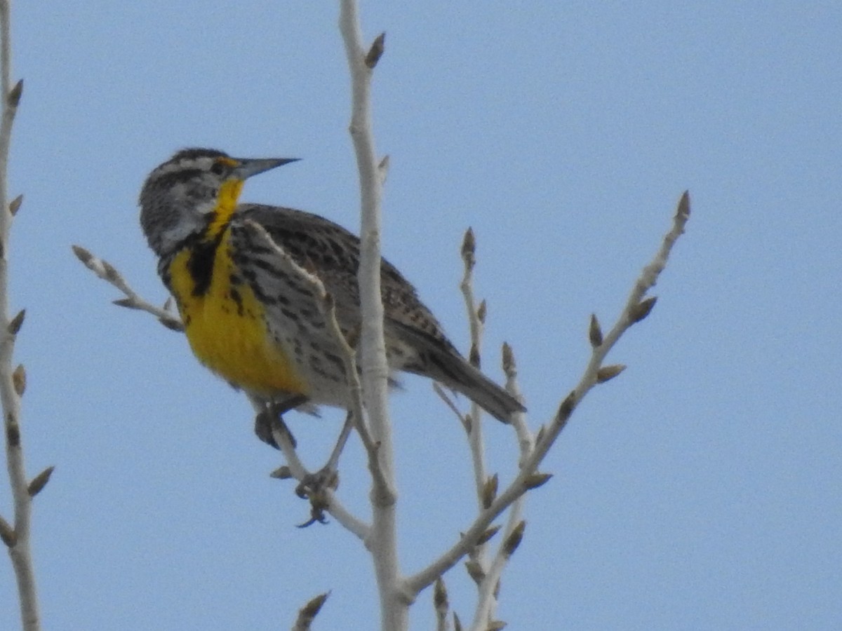 Western Meadowlark - ML614963321