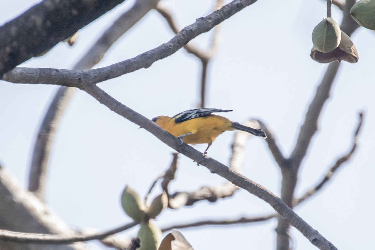 Oriole à gros bec - ML614963353