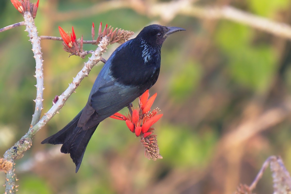 Hair-crested Drongo - ML614963418