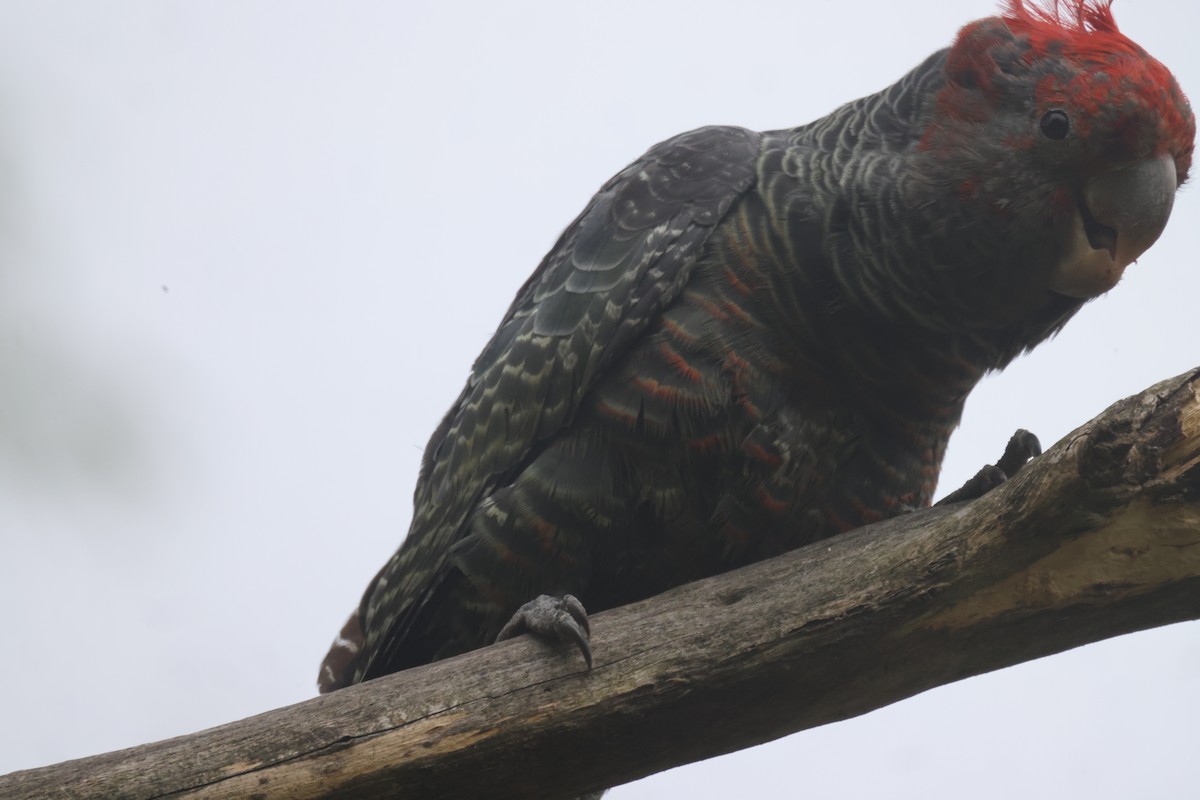 Gang-gang Cockatoo - ML614963501