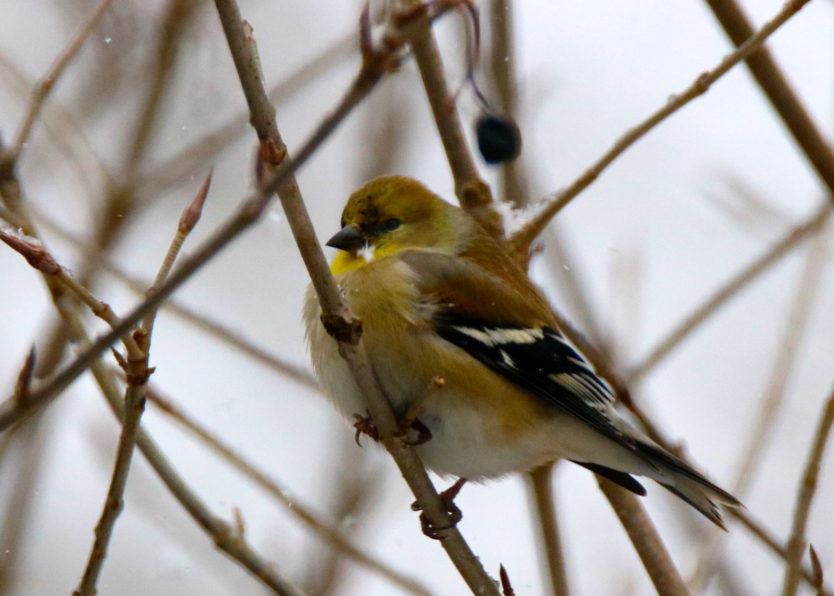 American Goldfinch - LeJay Graffious