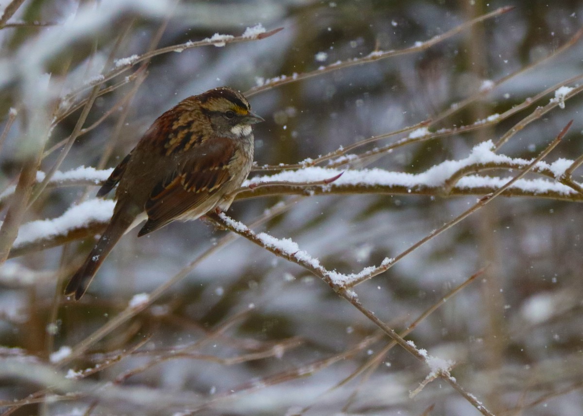 White-throated Sparrow - LeJay Graffious