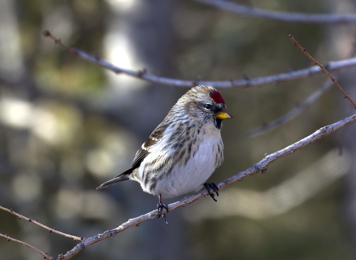 Common Redpoll - ML614963575