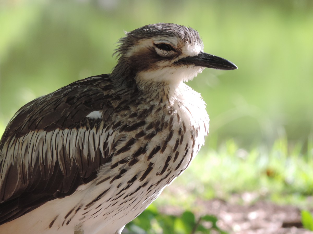 Bush Thick-knee - Ali Jean