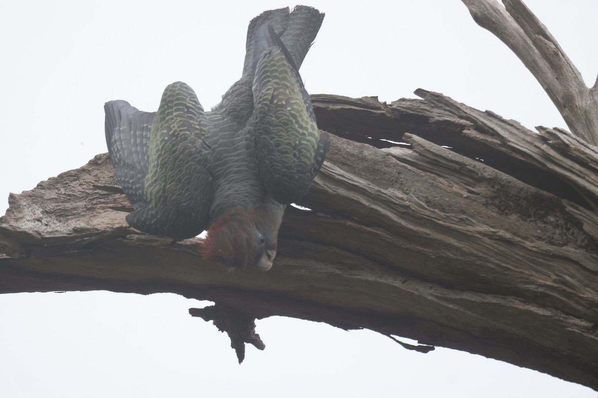 Gang-gang Cockatoo - ML614963672