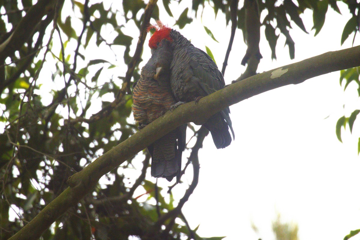 Gang-gang Cockatoo - GEOFFREY SHINKFIELD