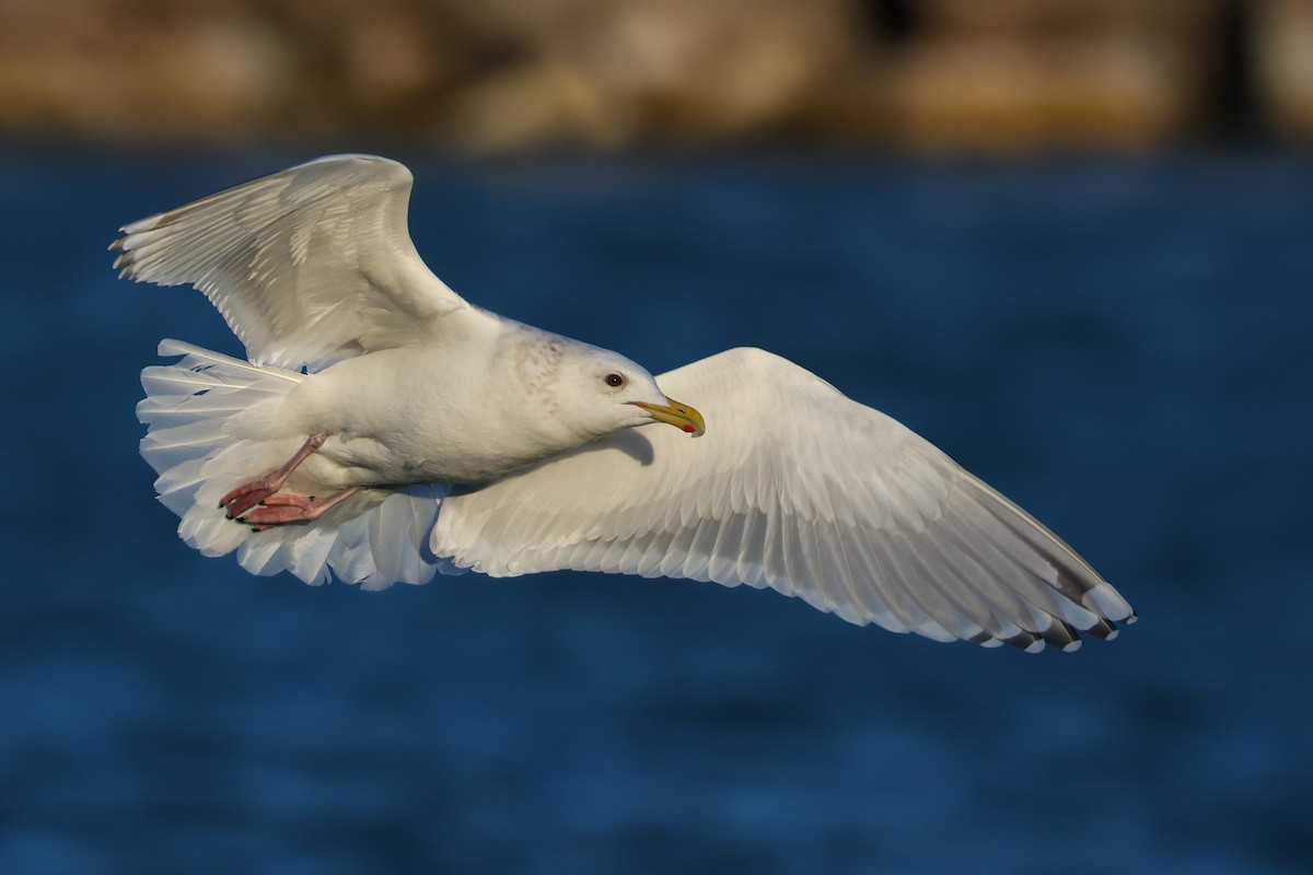 Iceland Gull (Thayer's) - ML614963688