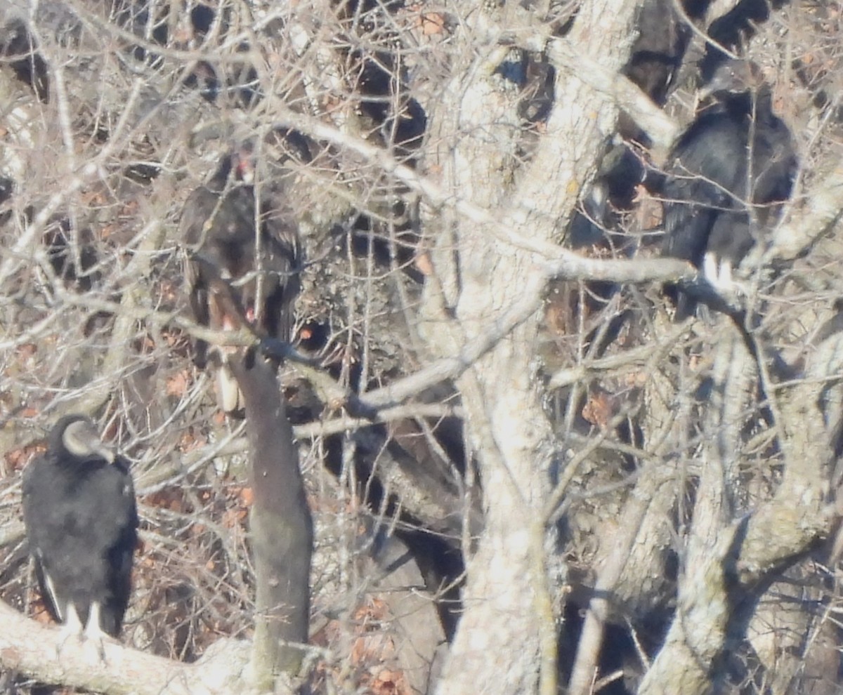 Black Vulture - ML614963703