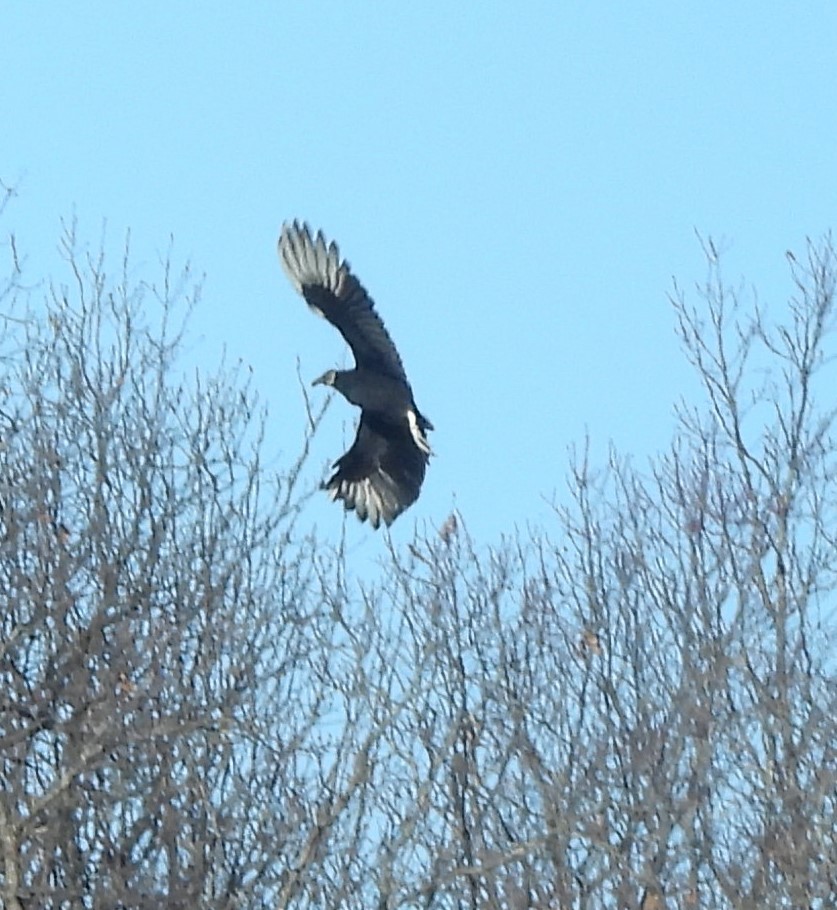 Black Vulture - ML614963704