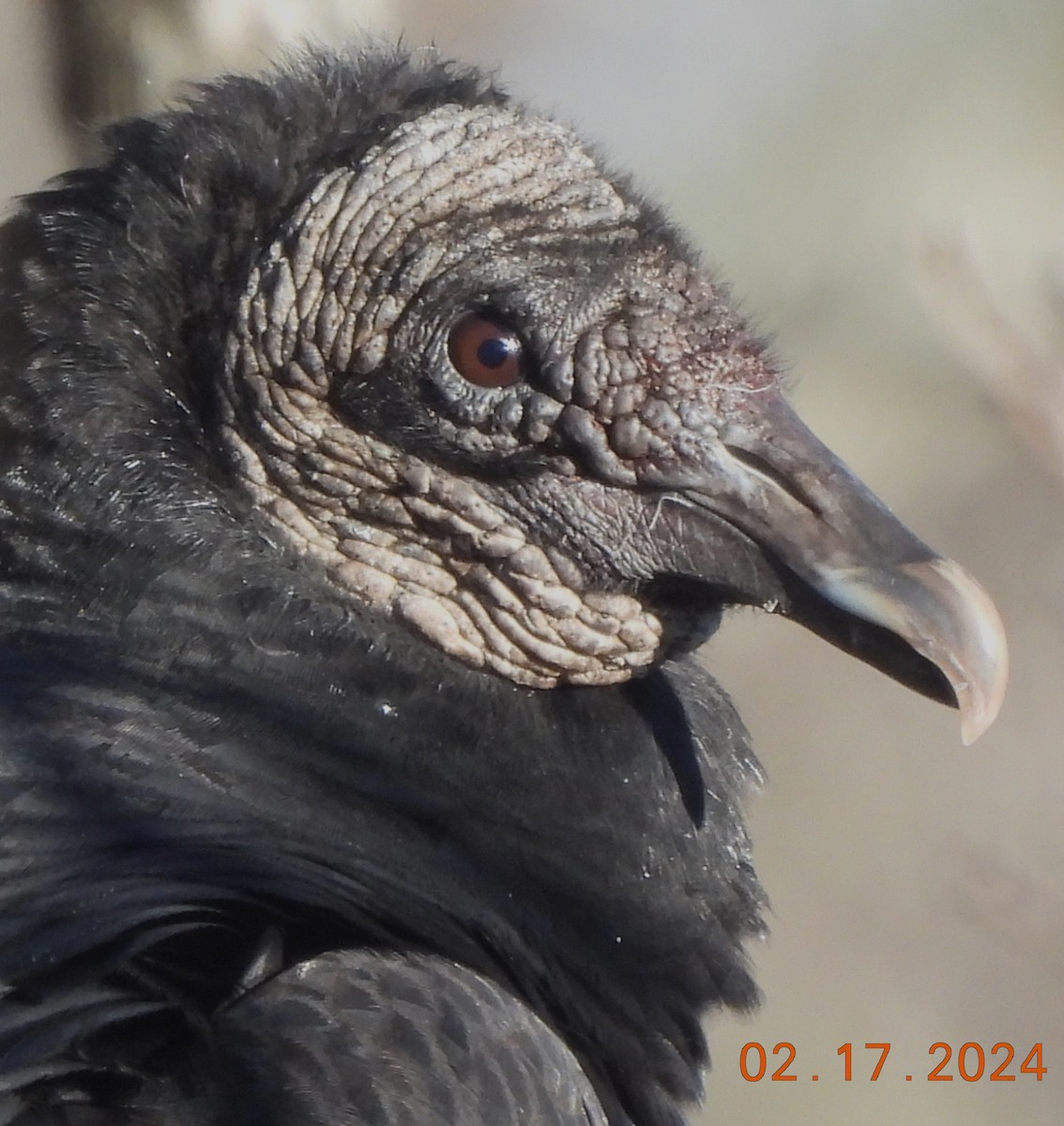 Black Vulture - ML614963707