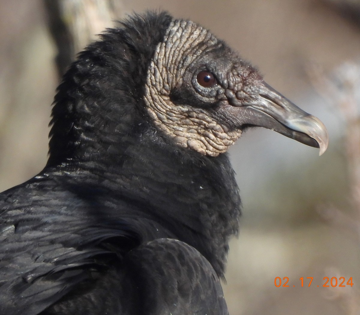 Black Vulture - ML614963709