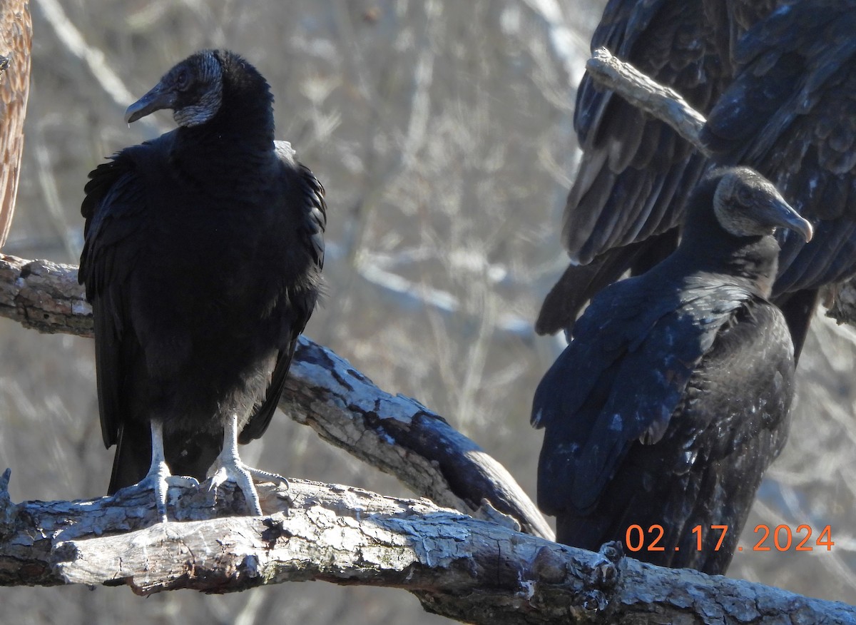 Black Vulture - ML614963712