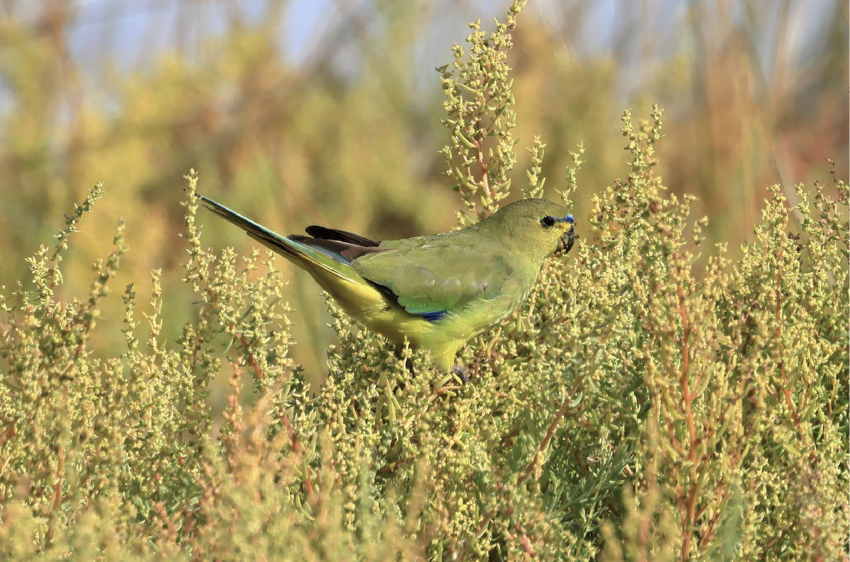 Elegant Parrot - ML614963748