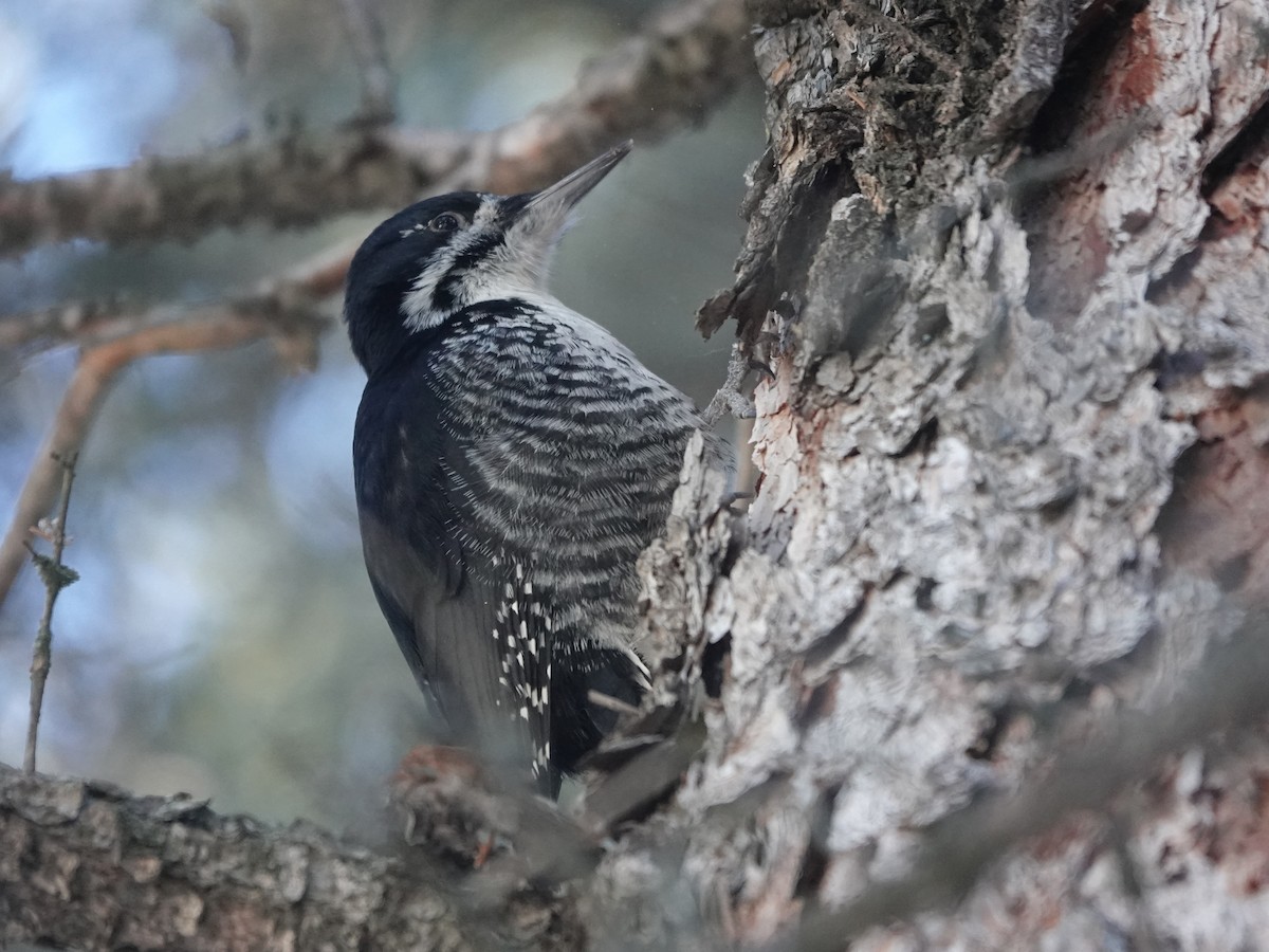 Black-backed Woodpecker - ML614963769