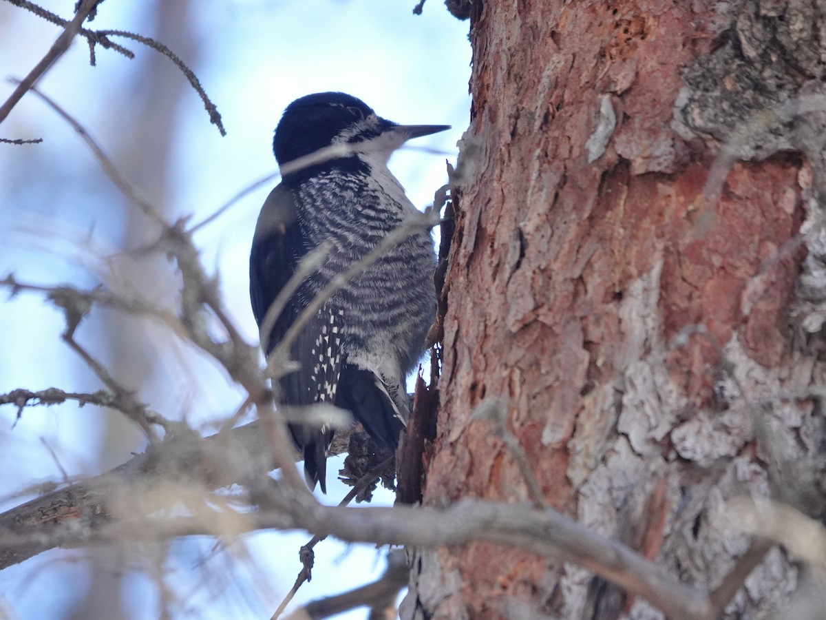 Black-backed Woodpecker - ML614963770