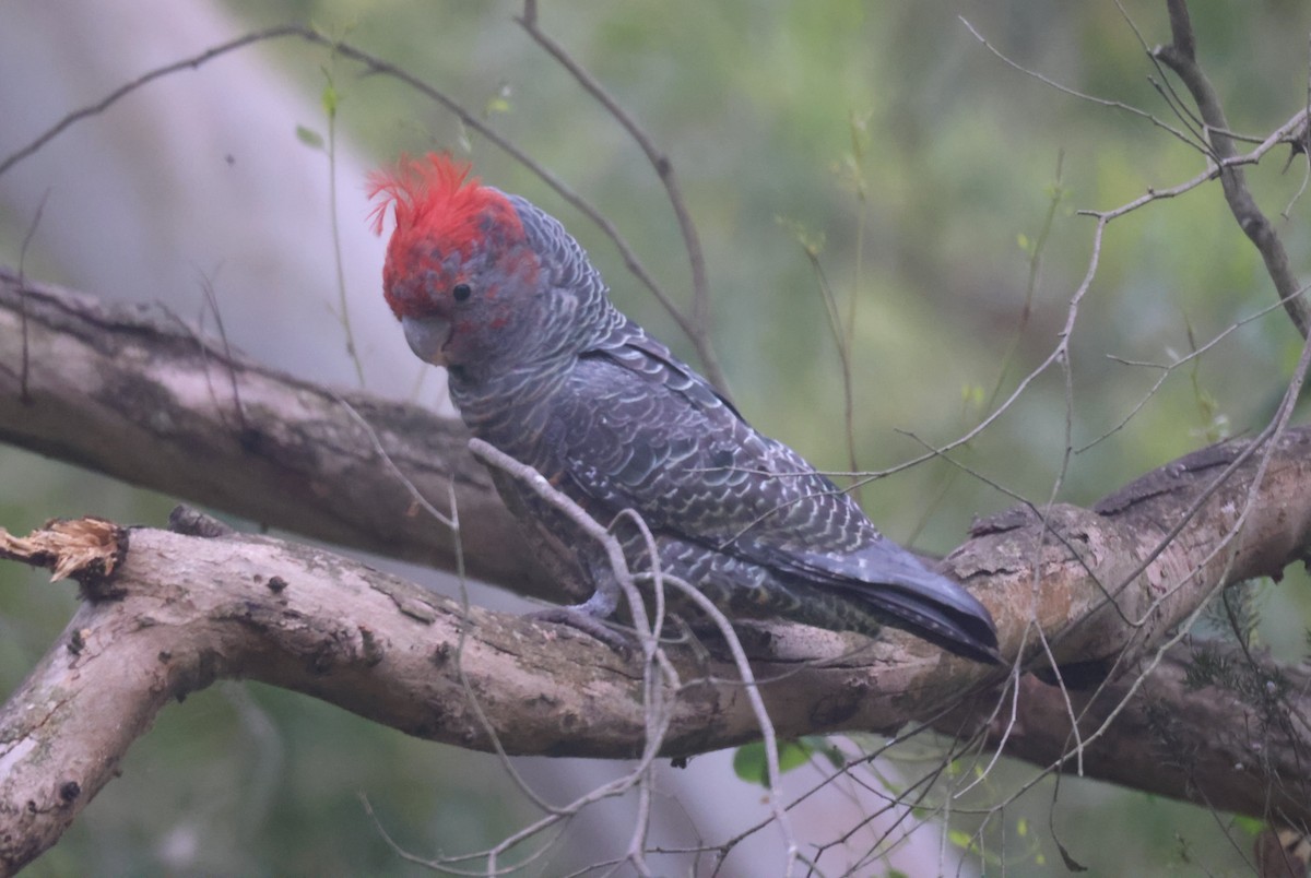 Gang-gang Cockatoo - ML614963791