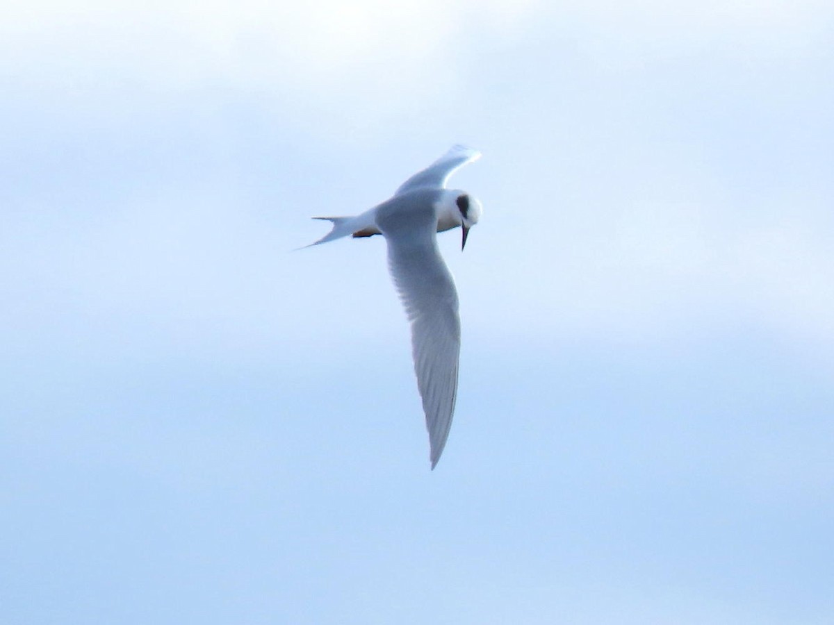 Forster's Tern - ML614963836