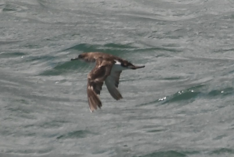 Fluttering Shearwater - ML614963899