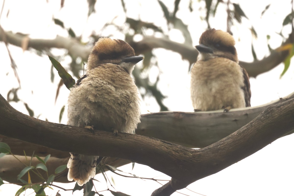 Laughing Kookaburra - ML614963932