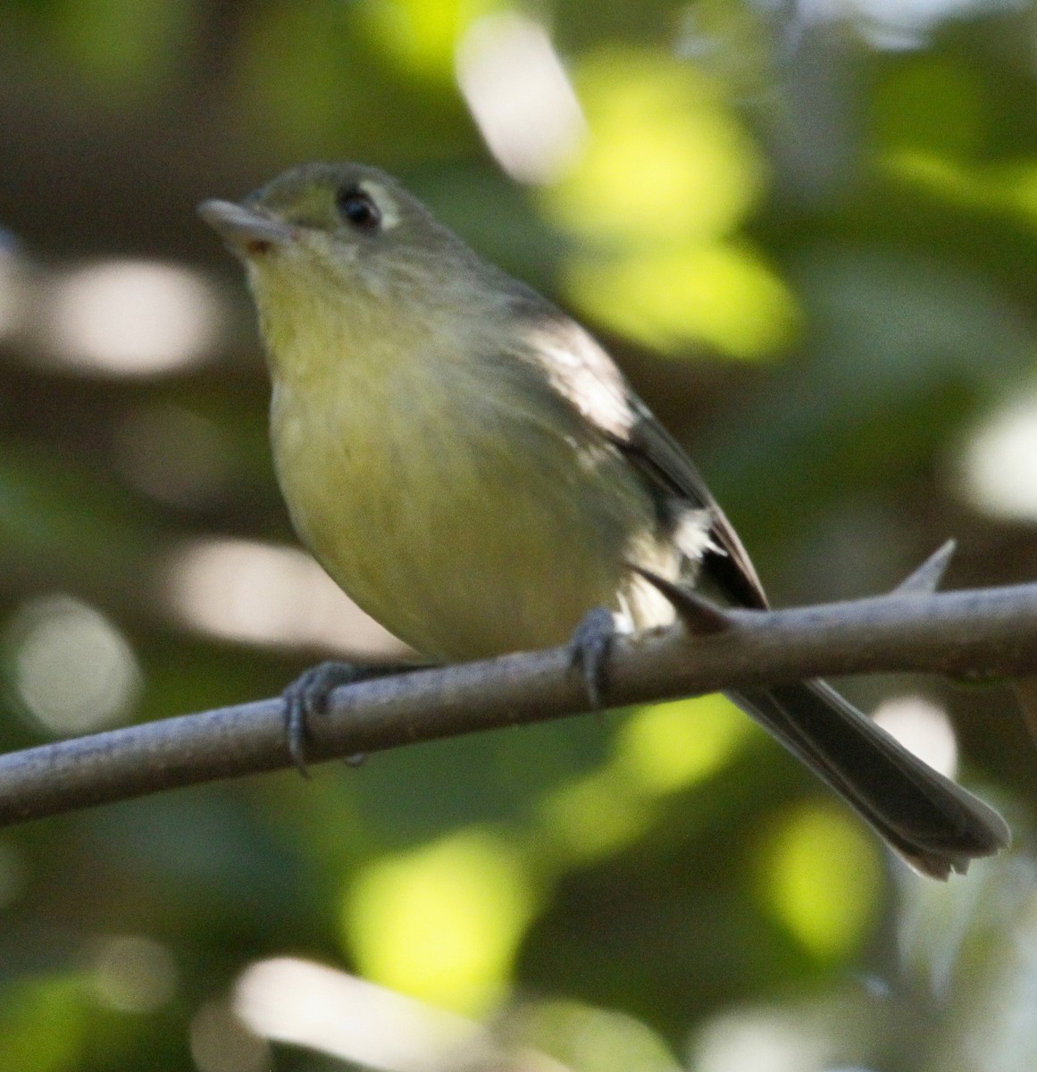 Cuban Vireo - ML614964016