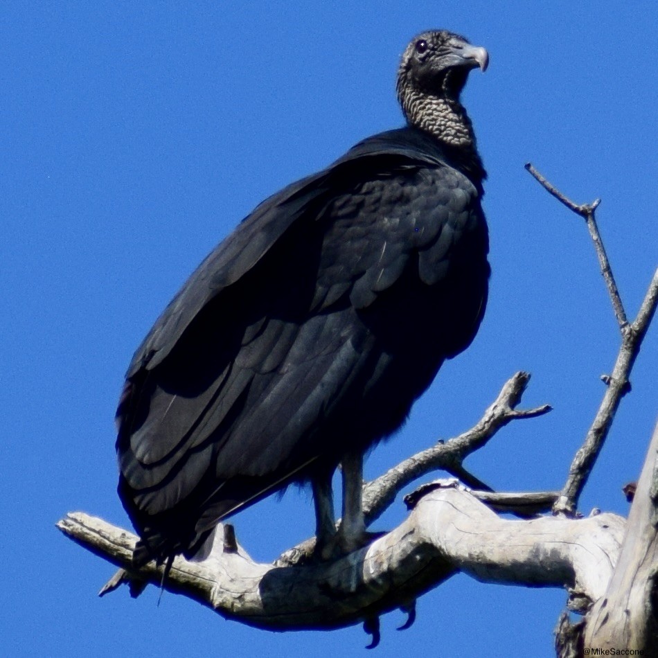 Black Vulture - ML614964041