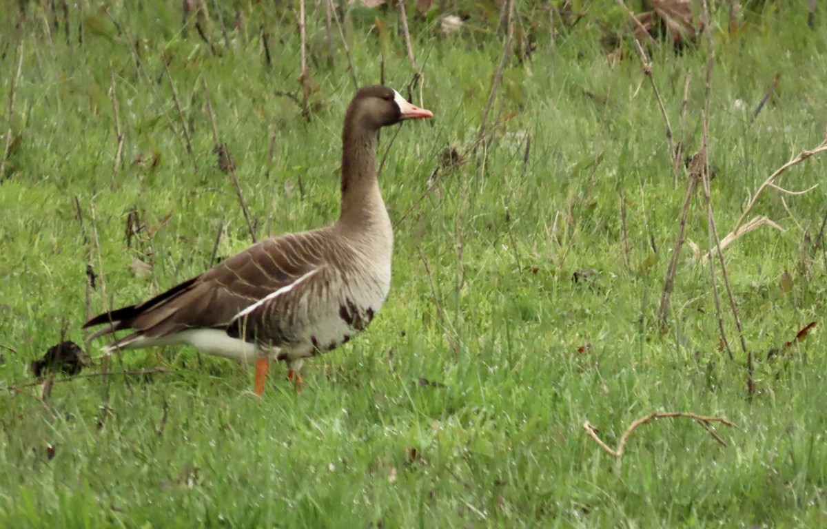 Greater White-fronted Goose - ML614964106