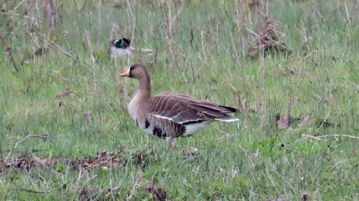 Greater White-fronted Goose - ML614964113