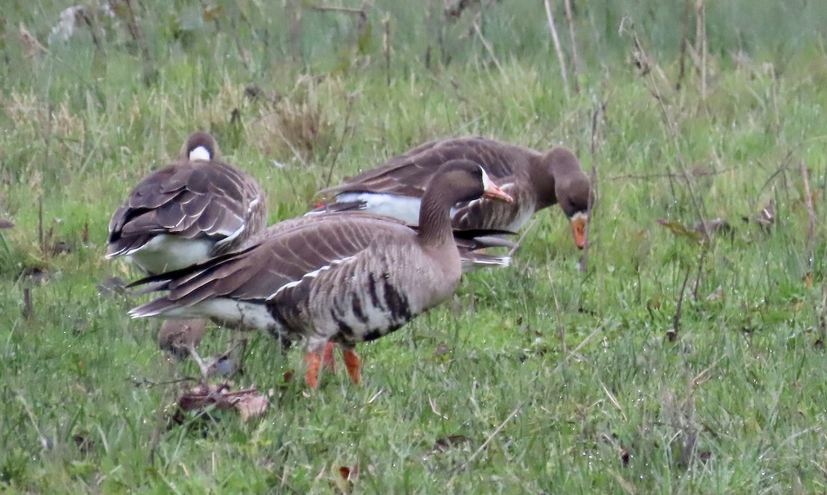 Greater White-fronted Goose - ML614964129