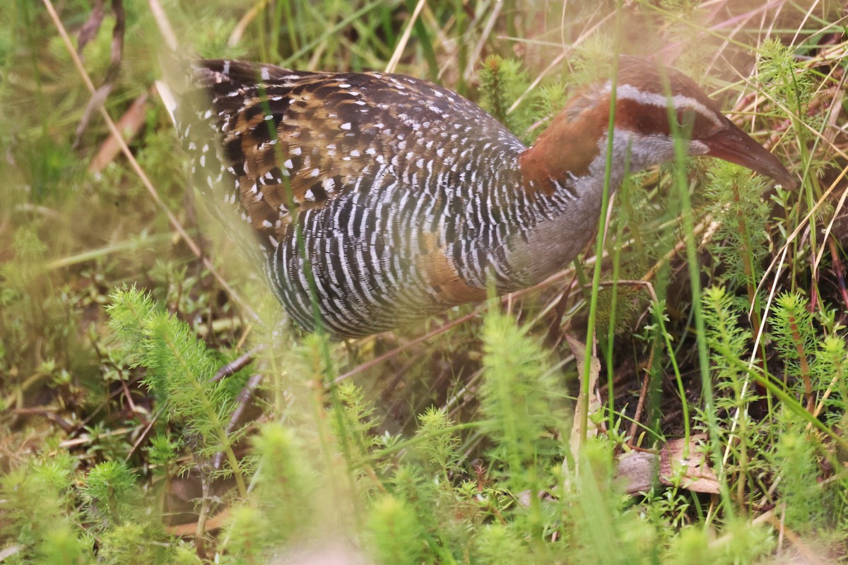 Buff-banded Rail - ML614964130