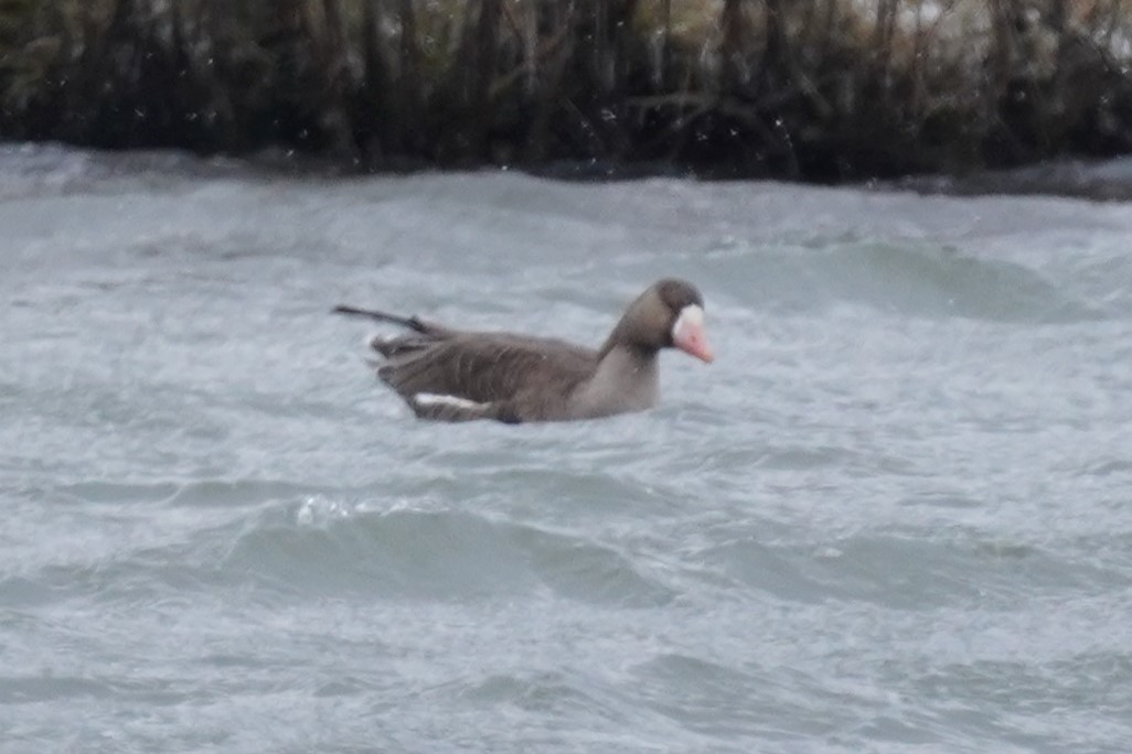 Greater White-fronted Goose - ML614964162