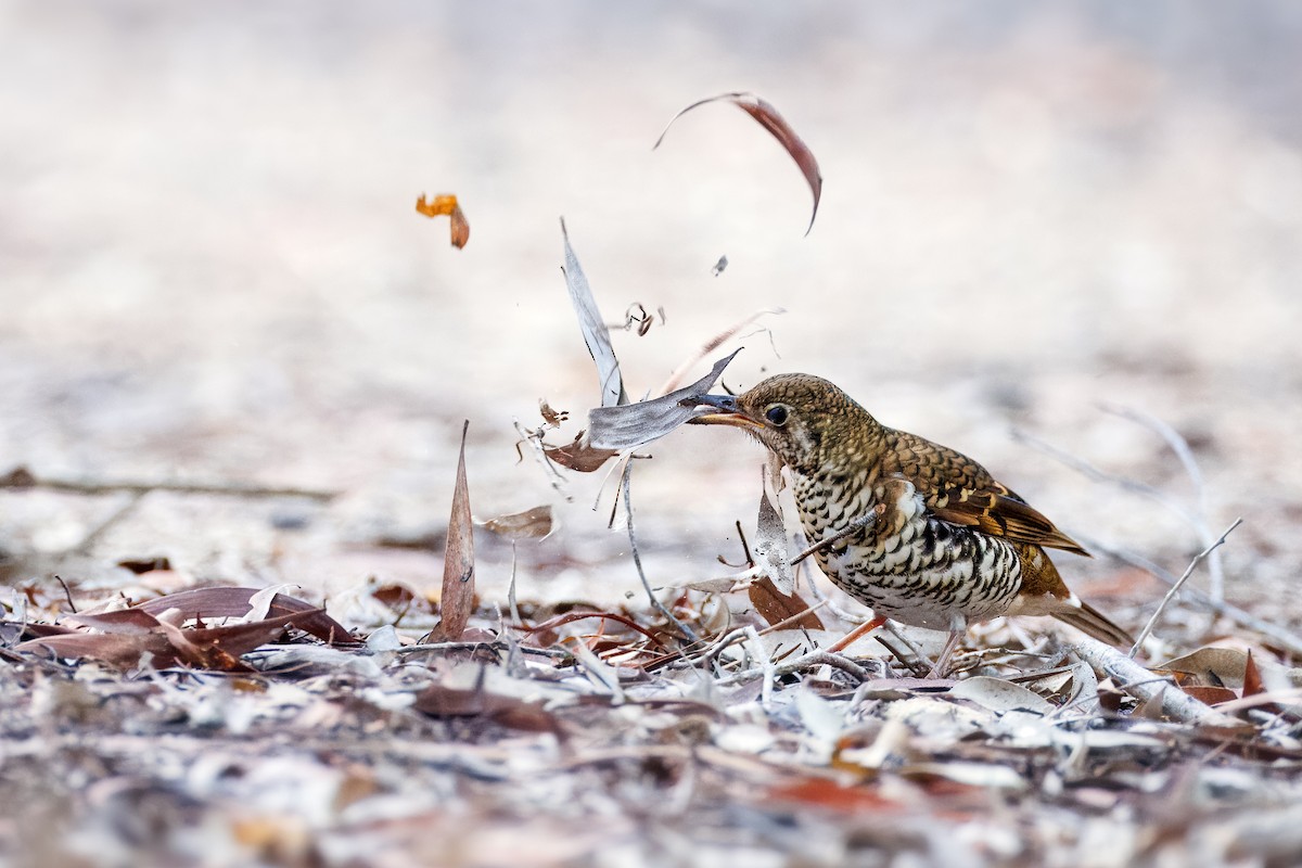 Russet-tailed Thrush - Malcolm Graham