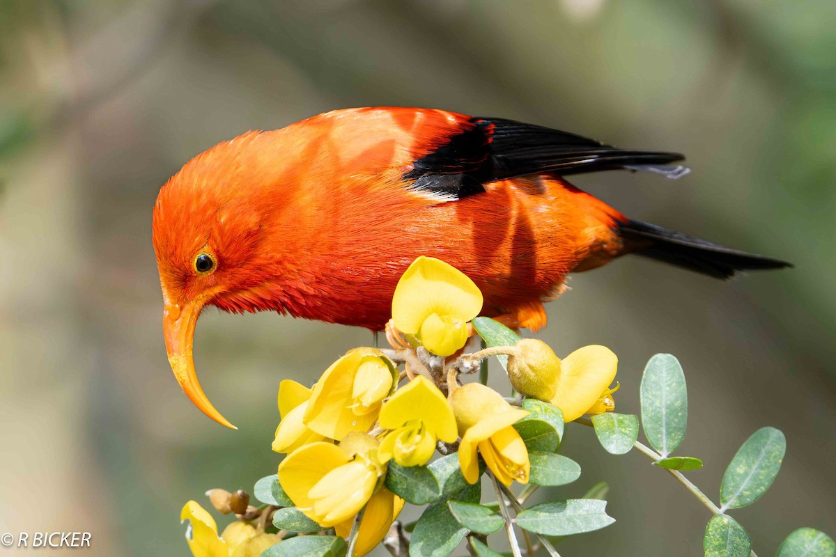 Iiwi - Rebecca Bicker