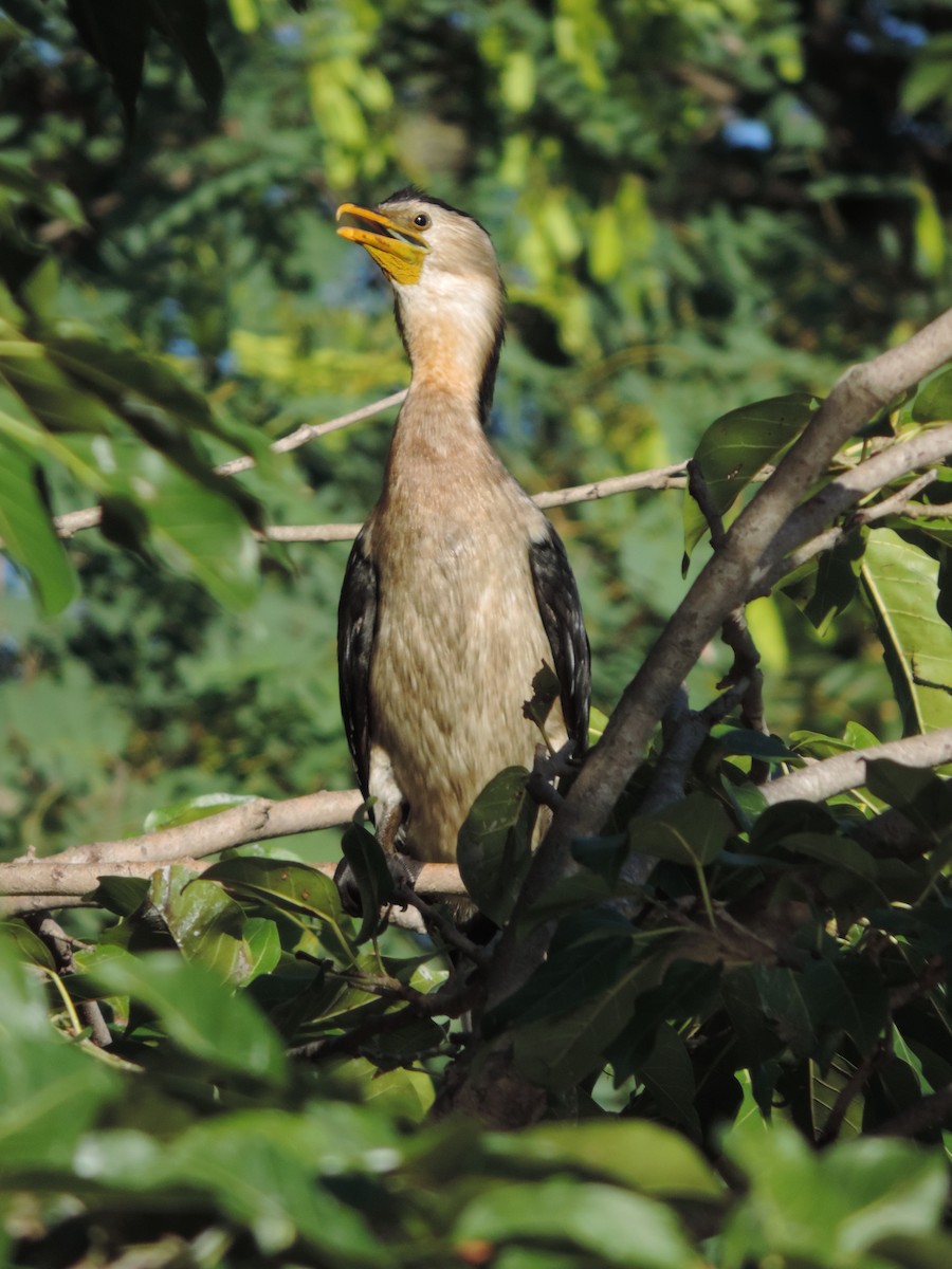 Little Pied Cormorant - Ali Jean