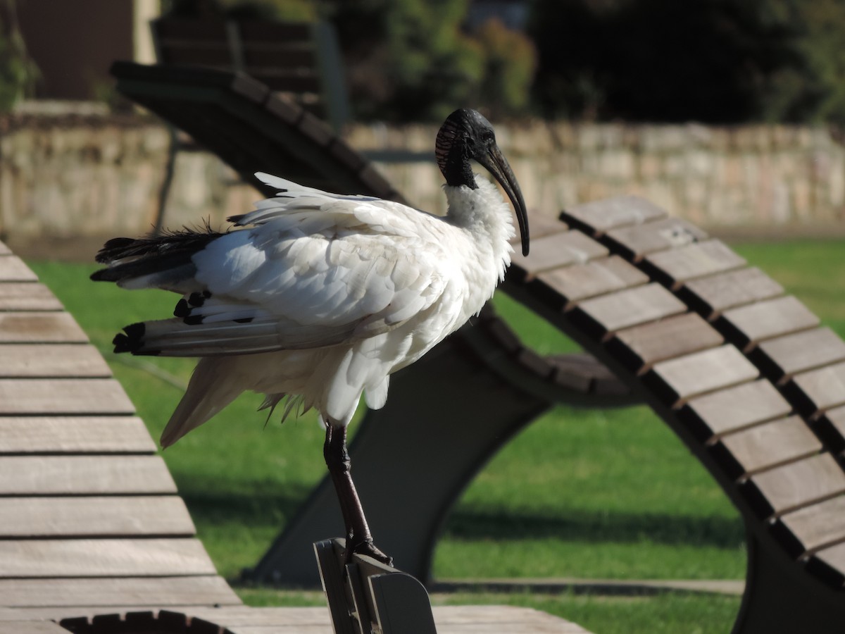 ibis australský - ML614964218
