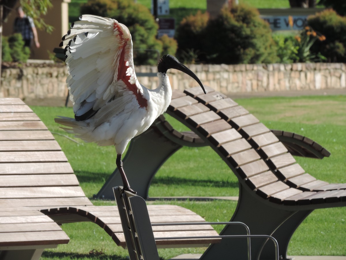 ibis australský - ML614964219